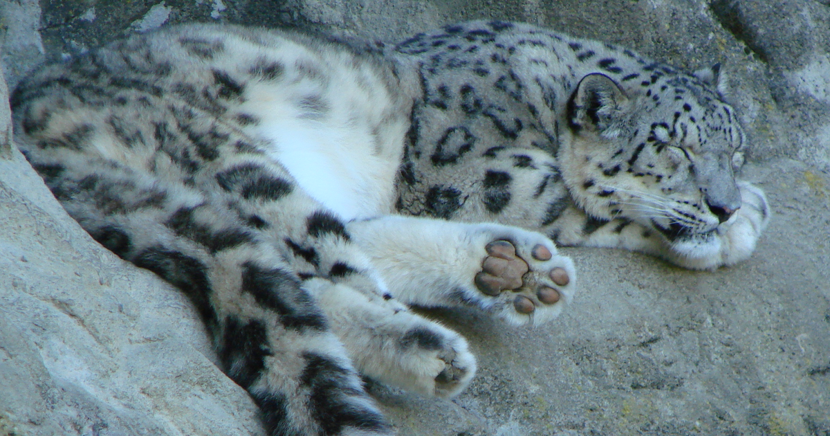 Icon for snep.spot